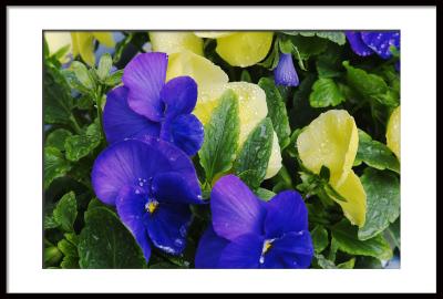 And window boxes with colorful flowers decorate many windows. (pansies)