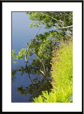 ....where beautiful vegetation grows to .... (Maine Pond)