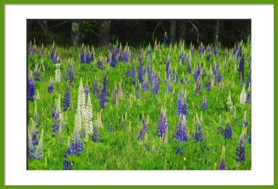 A field of lupine