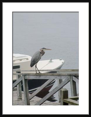 Fishing from A'High (heron Maine)