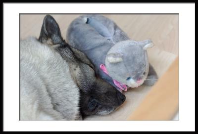 A dog and his pet