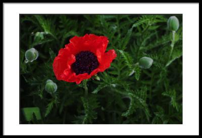 B&B Poppies