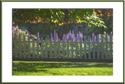 Lupine Garden