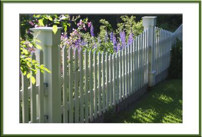 Lupine Fence