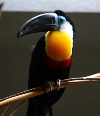 Tucan.jpg