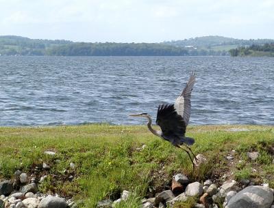 Heron on takeoff