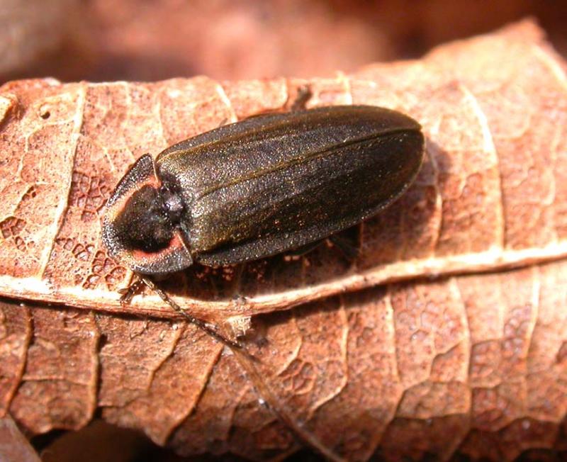 Ellychnia sp. (non-luminous)