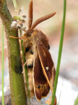 Northern Eggar (male) Moth on Rona