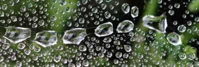 Dew Drops on Web