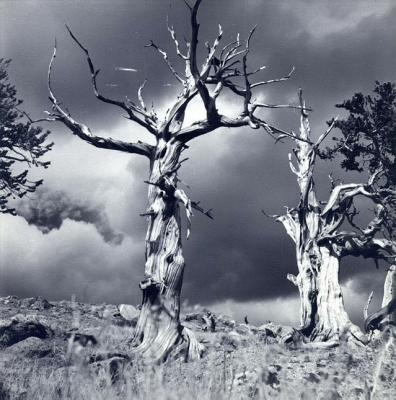 Windswept Trees