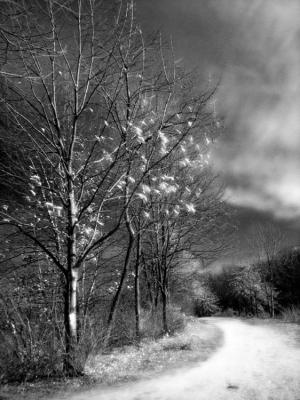 Lonely Path