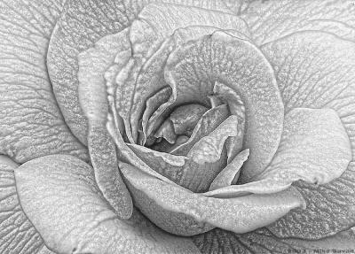My Grandmother, Rose