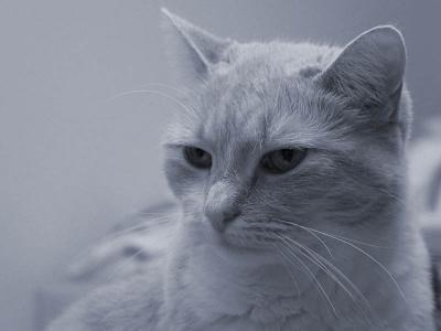 cool blue cat