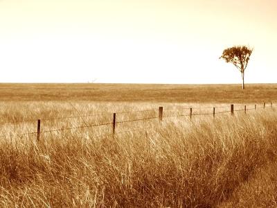 Lonely Tree