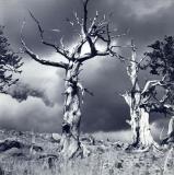 Windswept Trees