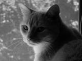 Sultry Cat