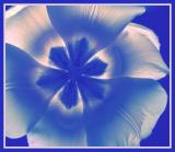 Blue Tulip