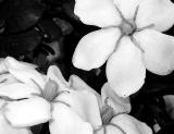 Gardenia