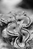 Giant Clam