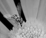 A Mini Bee_filtered