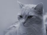cool blue cat