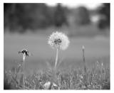 Dandilion