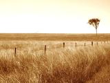 Lonely Tree