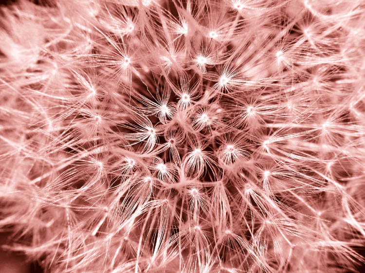 Dandelion Seeds