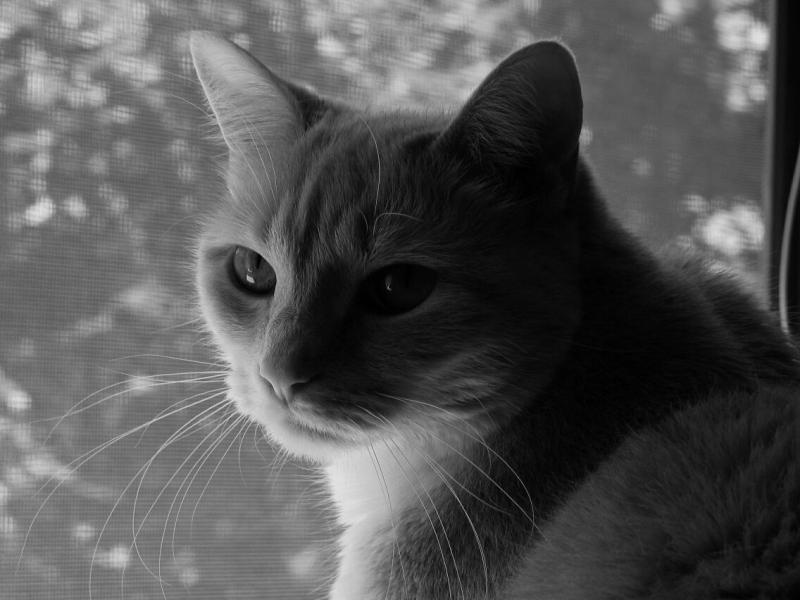 Sultry Cat