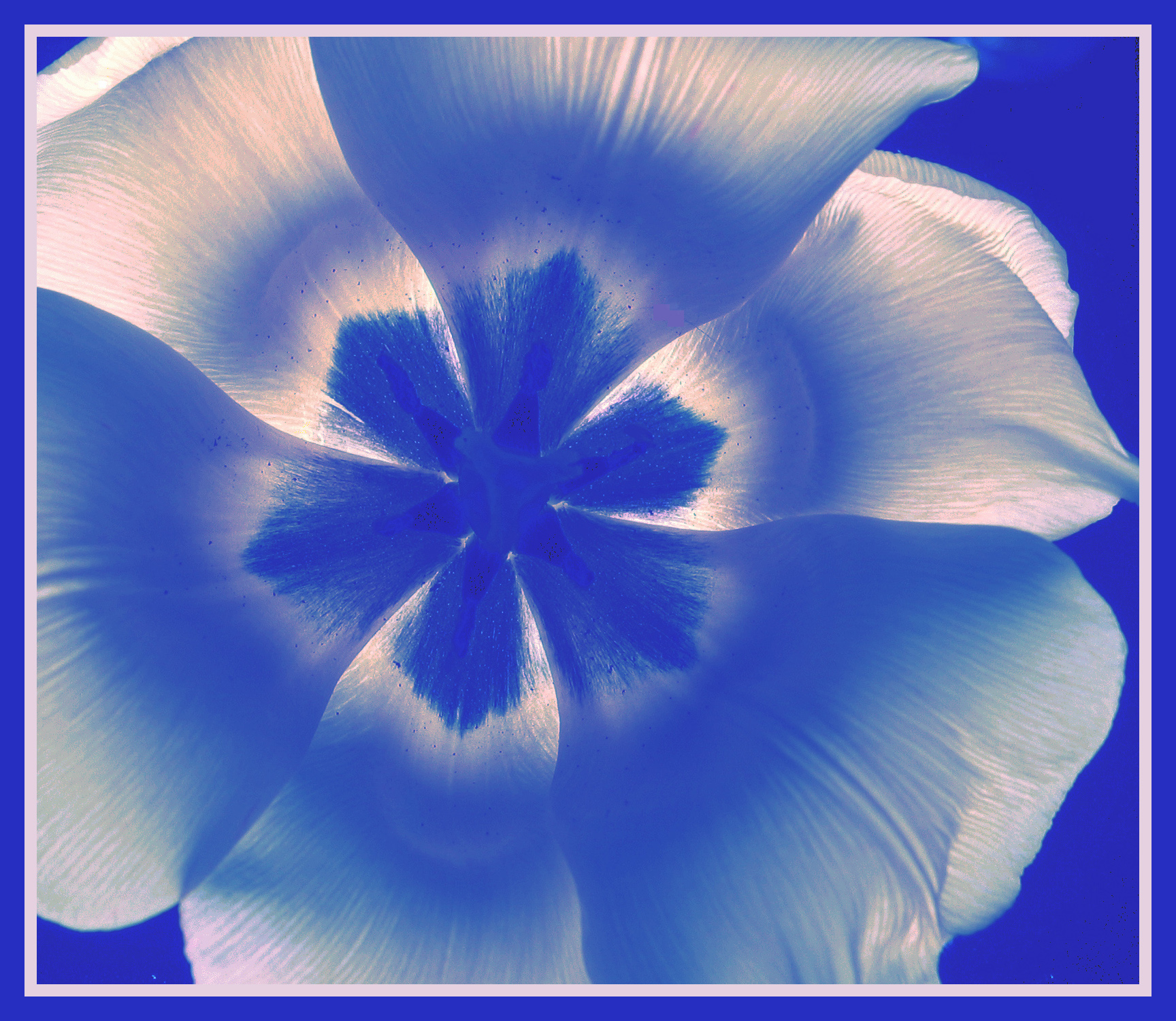 Blue Tulip