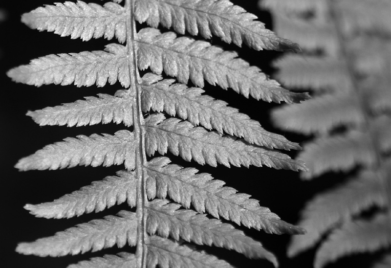 Fern detail