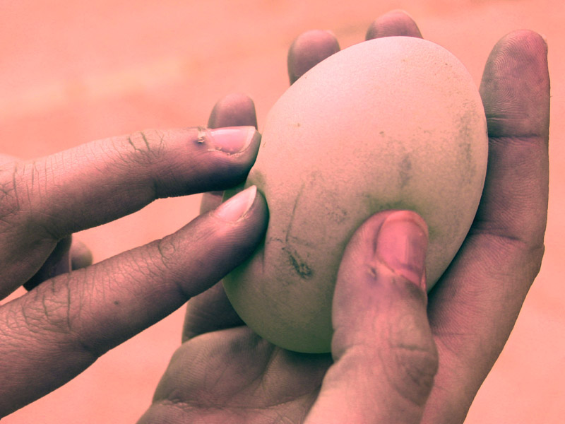 The Tender Egg