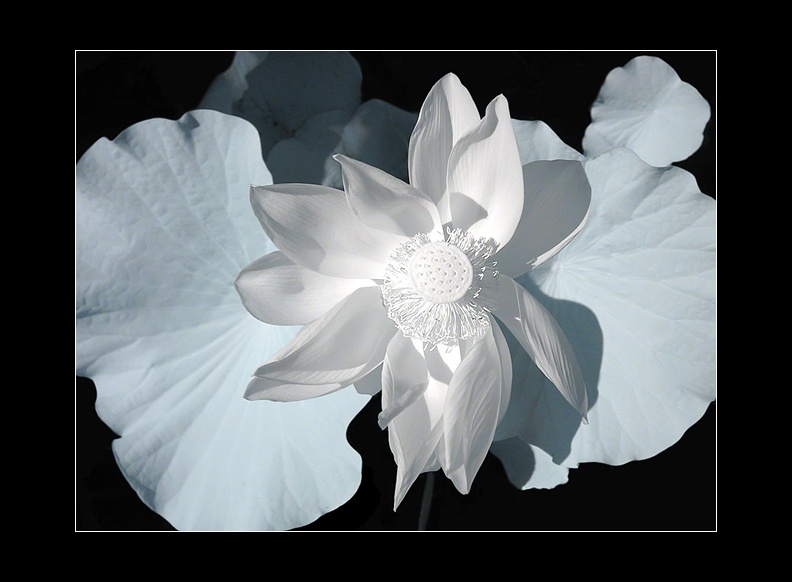 Lotus
