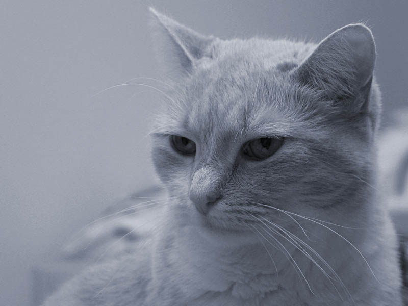 cool blue cat