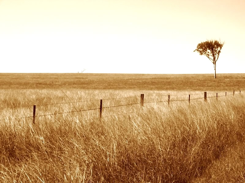 Lonely Tree