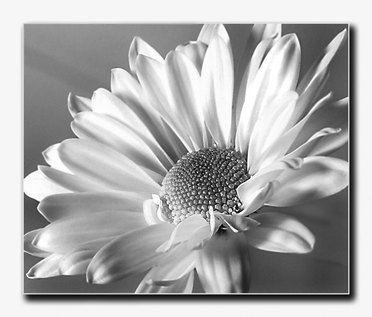 Daisy Monochrome