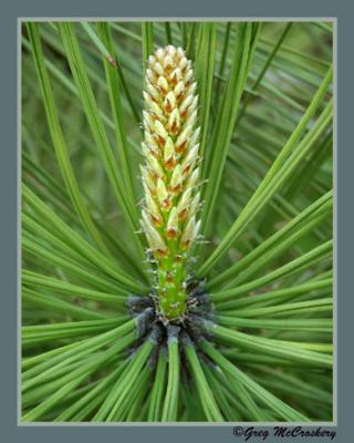 Baby Pine Cone.jpg