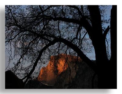 Tree and Half Dome