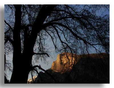 Tree, Half Dome