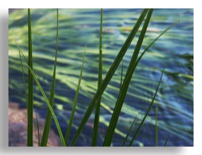 River Grass