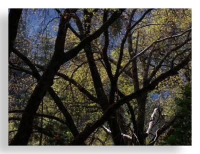 Oaks at the Ansel Adams Gallery