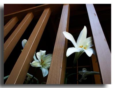 Easter Lilies