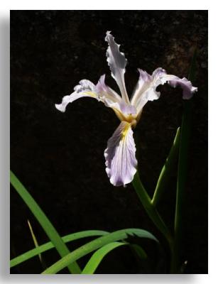 Wild Iris