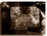 Glass Plate Photography - Fern Spring