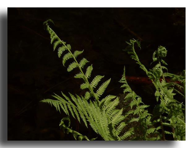 Ferns
