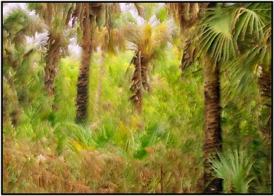 Florida Park Impressionistic.jpg
