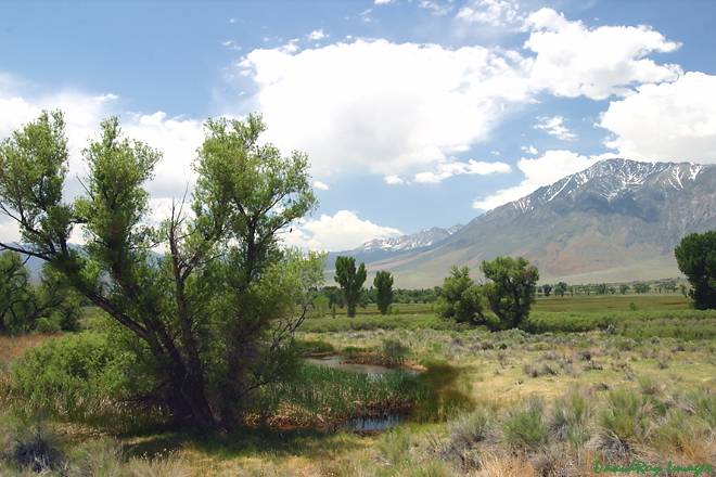 Mt Tom from  Hwy 395