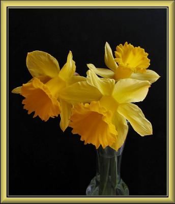 daffodil with yellow border1.jpg