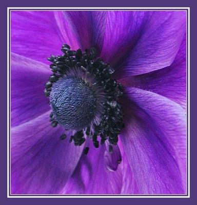 purple anemone super macro with border1.jpg