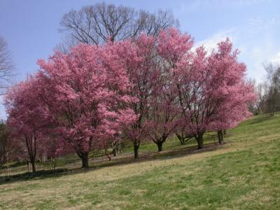 Cherry04_058.jpg